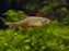Celestial Pearl Danio (Galaxy Rasbora) (Local) Bulk 50+ S-2