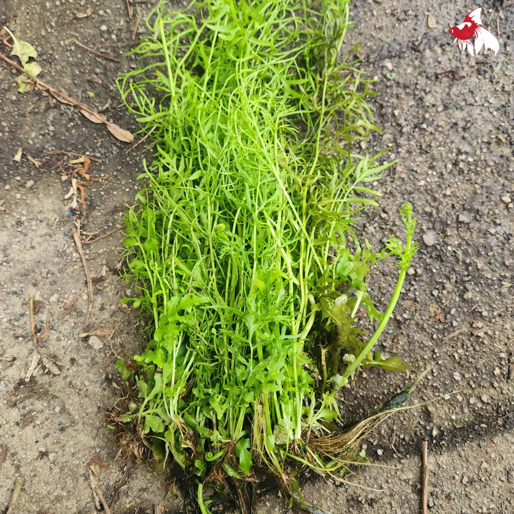Ceratopteris M 30-40cm