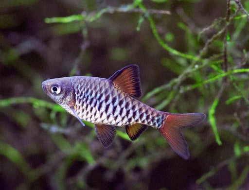 Checkered Barb M 3-4