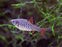 Checkered Barb M 3-4