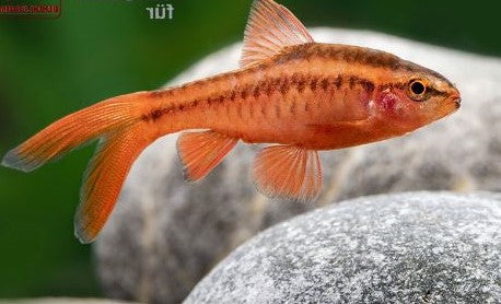 Cherry Barb - Longfin (Local) ML-3.5 (Nice!) (Limited Numbers!)