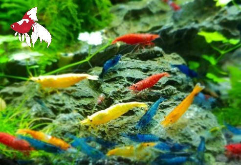 Cherry Shrimp - Skittles (Blue, Red, Yellow) (Local) L-1.5