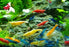 Cherry Shrimp - Skittles (Local) Bulk 100+ M-1