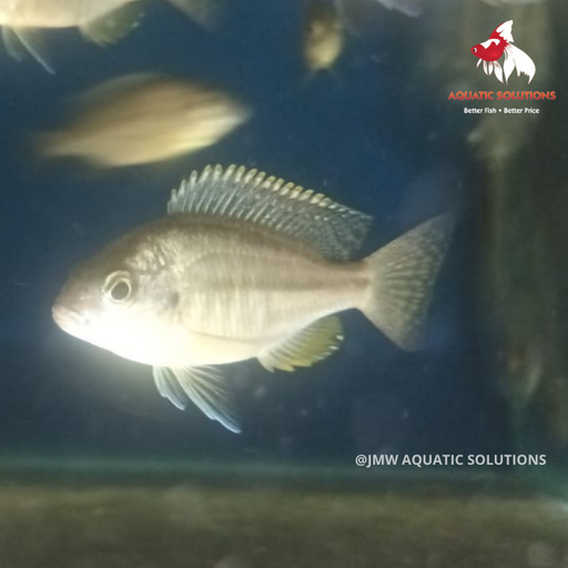 Chilo. rhodesii (Local) XL-10 (Show!) (1 ONLY!)