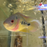 Cichlasoma trimaculatum (Three spot cichlid) (Local) XXL-12 (Show!) (1 ONLY!)