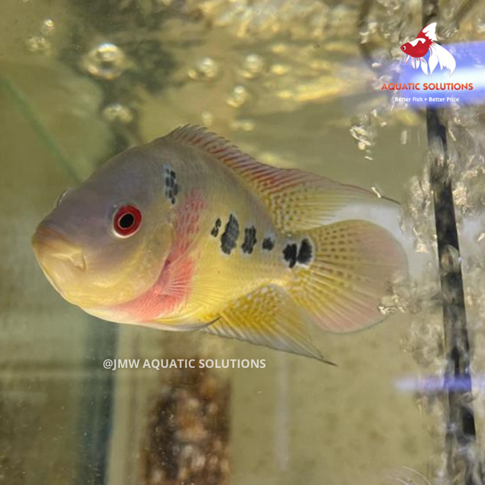 Cichlasoma trimaculatum (Three spot cichlid) (Local) XXL-12 (Show!) (1 ONLY!)