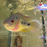 Cichlasoma trimaculatum (Three spot cichlid) (Local) ML-6