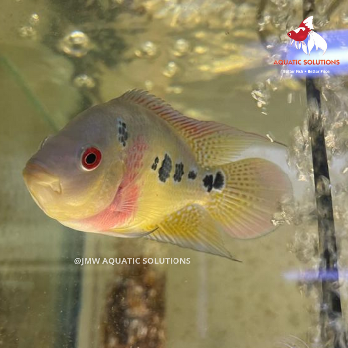 Cichlasoma trimaculatum (Three spot cichlid) (Local) ML-6