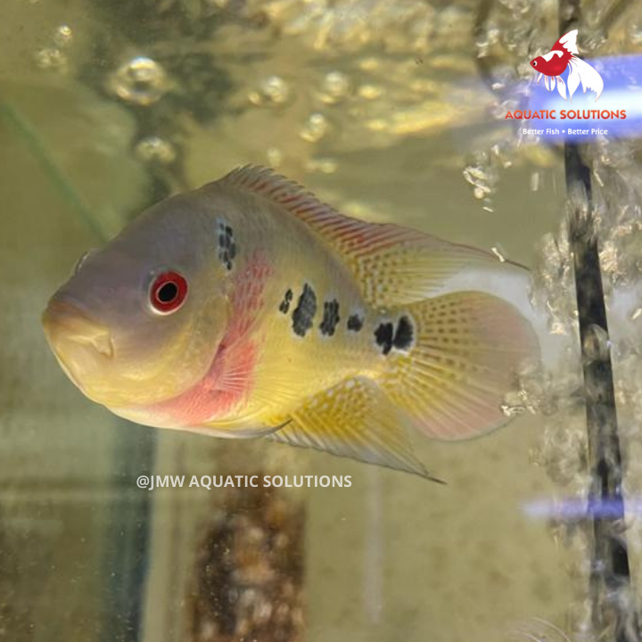 Cichlasoma trimaculatum (Three spot cichlid) (Local) XXL-14 (Show!) (2 ONLY!)