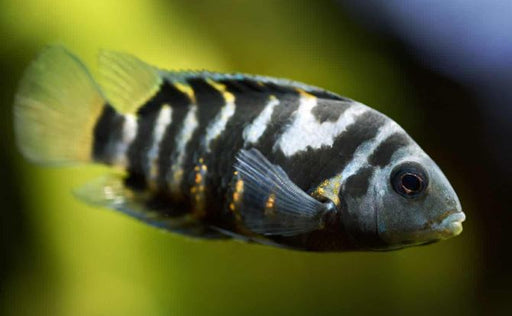 Convict - Striped (Local) L-8