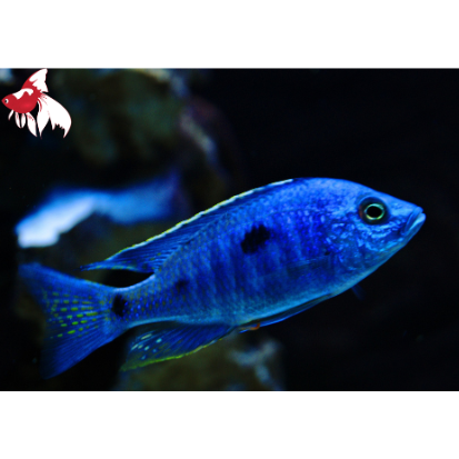 Cop. azureus (Local) M+6