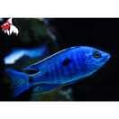 Cop. azureus (Local) L-8 (Nice!)
