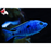 Cop. azureus (Local) L-8 (Nice!)