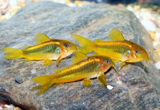 Corydoras - Gold Laser CW010 S 2.5-3 ONLINE SPECIAL EXCLUSIVE!
