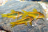 Corydoras - Gold Laser CW010 Bulk 20+ M 3-3.5