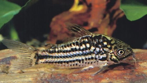 Corydoras - Napo (Local) SS-1.5 (Limited Numbers!)