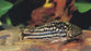 Corydoras - Napo (Local) SS-1.5 (Limited Numbers!)
