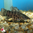 Hoplo Catfish L-7 (Limited Numbers!)
