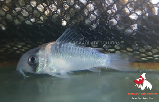 Corydoras - adolfoi (Import) M-3