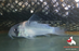 Corydoras - adolfoi (Import) ML 3.5-4cm (Nice!)