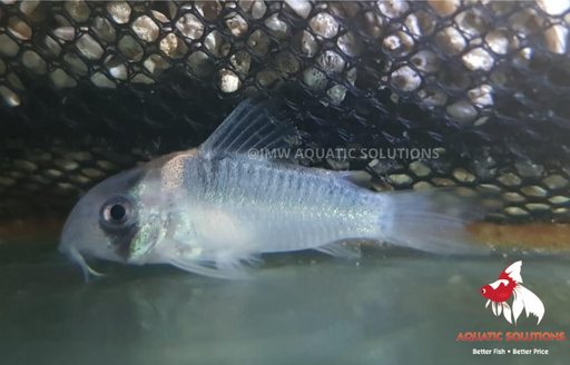 Corydoras - adolfoi (Import) ML 3.5-4 (Nice!)