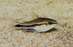 Corydoras - pygmaeus Bulk 50+ M 1-2 (Cute!)