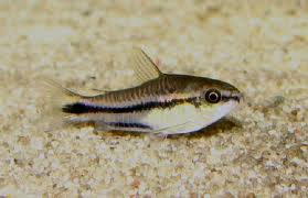 Corydoras - pygmaeus Bulk 50+ M-1.5