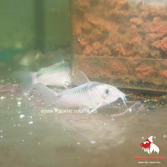 Corydoras - rabauti (Import) M-3