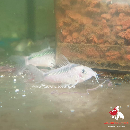 Corydoras - rabauti (Import) M 3-3.5cm