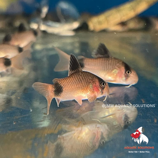 Corydoras - Panda (Import) M-3