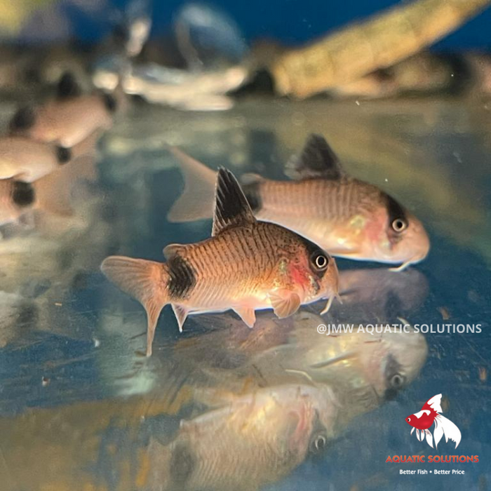 Corydoras - Panda (Import) S-2.5