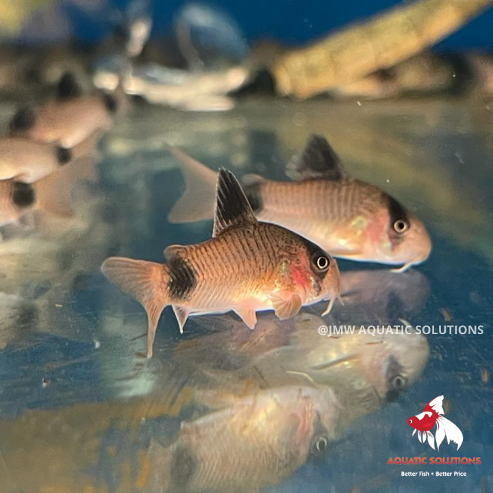 Corydoras - Panda (Import) Bulk 50+ML 3-3.5