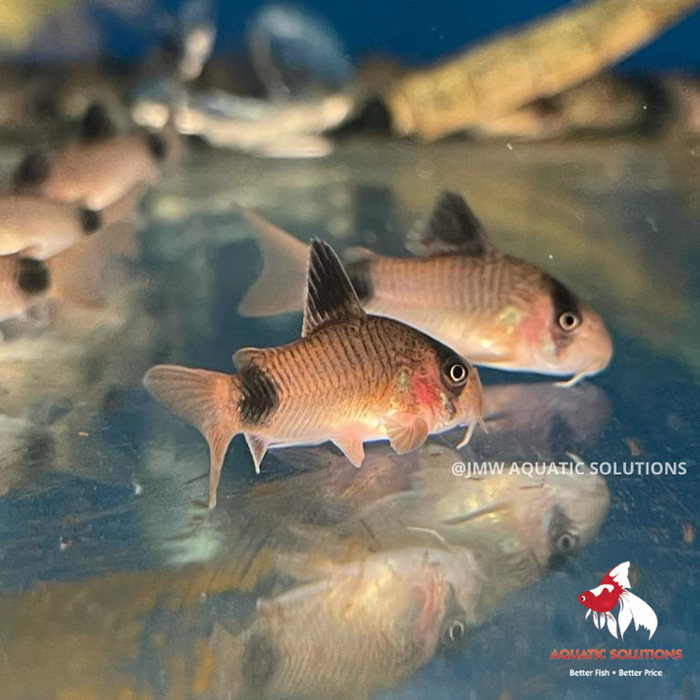 Corydoras - Panda (Import) Bulk 50+ S 2-2.5cm