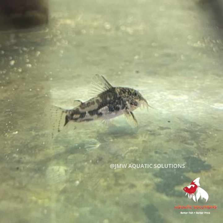 Corydoras - barbatus L-4.5 (Show!) (Limited Numbers!)