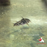 Corydoras - barbatus ML 3.5-4 (Limited Numbers!)