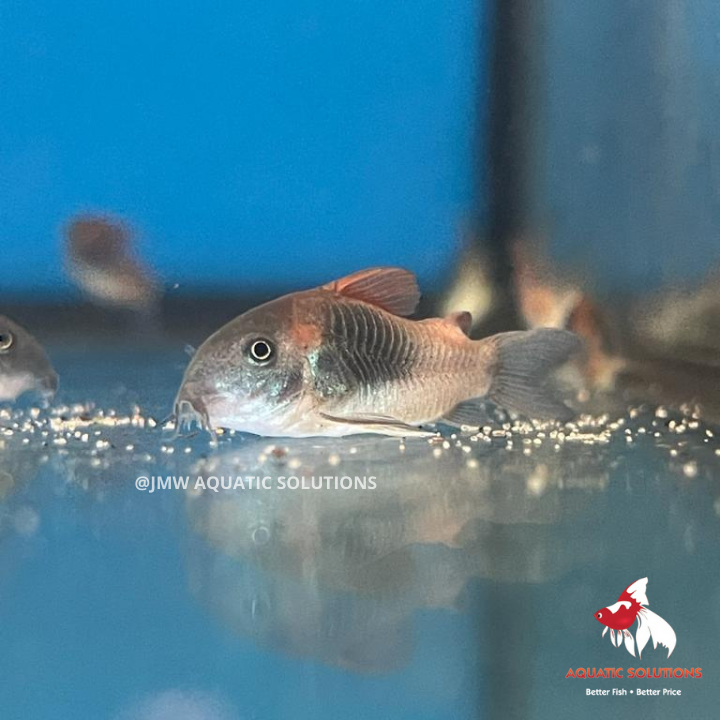 Corydoras - venezuelanus Orange (Local) ML-4 (Nice!)