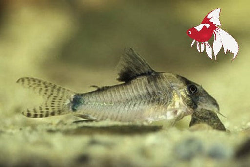 Corydoras - septentrionalis - Northern Longnose L 4-4.5 (Show!) (1 ONLY!) ONLINE SPECIAL EXCLUSIVE!