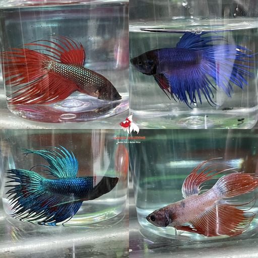 Crown Tail Fighter - Assorted Bulk 50+ L-5