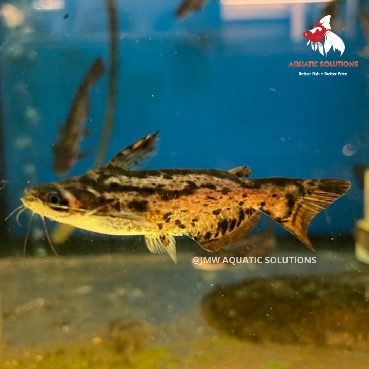 Driftwood Catfish (fisheri) (Local) L-7 (Nice!)