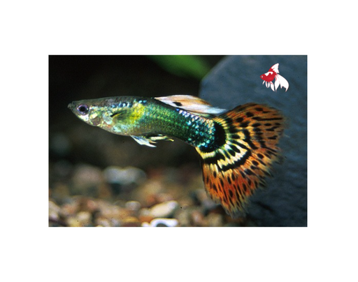 Dragon Head Guppy - Male M-4