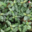 Aluminium Dwarf (Local) Bunch