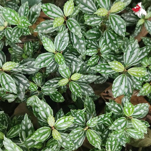 Aluminium Dwarf (Local) Bunch