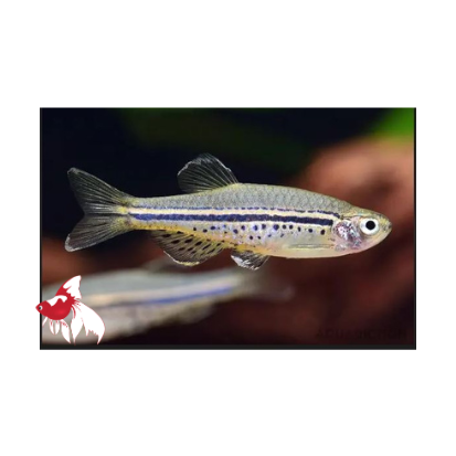 Dwarf Spotted Danio (Brachydanio nigrofasciata) M-3