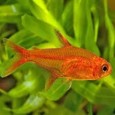 Ember Tetra (Import) M 2-3 (Nice!)