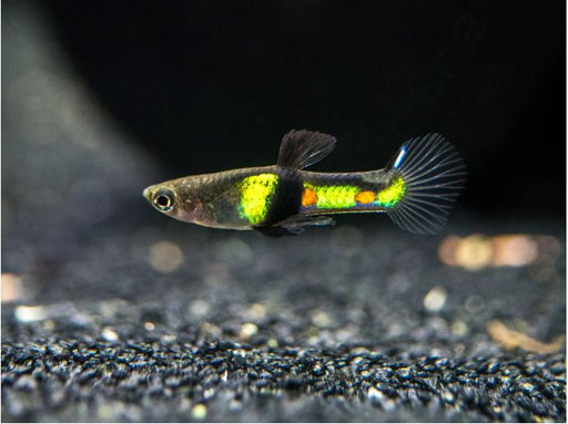El Tigre Endler - Male M-1.5 (Limited Numbers!)