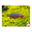 Emerald Rasbora (Erythromicron Danio) M 2-2.5