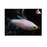 Emperor Tetra - Golden / Blue (Local) ML 3-4