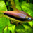 Emperor Tetra Bulk 100+ M 2-3