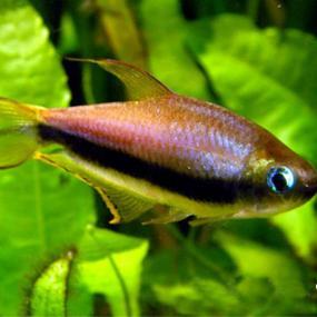 Emperor Tetra ML 3-4 (Limited Numbers!)