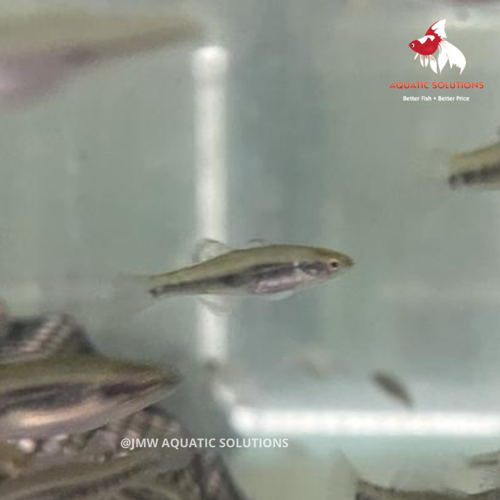 Empire Gudgeon (Local) S-3.5